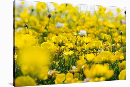 Isle of Lewis, Machair with Birds Foot Trefoil, Scotland-Martin Zwick-Stretched Canvas