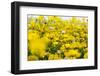 Isle of Lewis, Machair with Birds Foot Trefoil, Scotland-Martin Zwick-Framed Premium Photographic Print