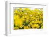 Isle of Lewis, Machair with Birds Foot Trefoil, Scotland-Martin Zwick-Framed Premium Photographic Print