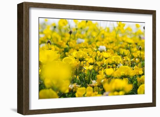 Isle of Lewis, Machair with Birds Foot Trefoil, Scotland-Martin Zwick-Framed Photographic Print