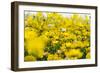 Isle of Lewis, Machair with Birds Foot Trefoil, Scotland-Martin Zwick-Framed Photographic Print