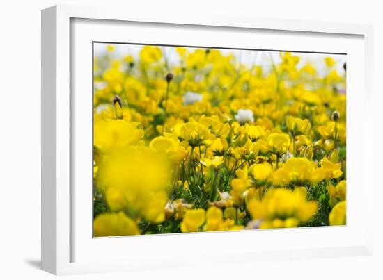 Isle of Lewis, Machair with Birds Foot Trefoil, Scotland-Martin Zwick-Framed Photographic Print