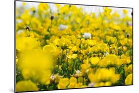 Isle of Lewis, Machair with Birds Foot Trefoil, Scotland-Martin Zwick-Mounted Photographic Print