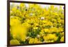 Isle of Lewis, Machair with Birds Foot Trefoil, Scotland-Martin Zwick-Framed Photographic Print