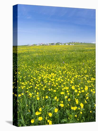 Isle of Lewis, Machair with Buttercup Wildflowers. Scotland-Martin Zwick-Stretched Canvas