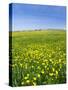 Isle of Lewis, Machair with Buttercup Wildflowers. Scotland-Martin Zwick-Stretched Canvas