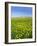 Isle of Lewis, Machair with Buttercup Wildflowers. Scotland-Martin Zwick-Framed Photographic Print