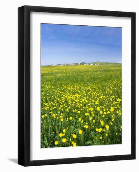 Isle of Lewis, Machair with Buttercup Wildflowers. Scotland-Martin Zwick-Framed Photographic Print