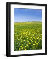 Isle of Lewis, Machair with Buttercup Wildflowers. Scotland-Martin Zwick-Framed Photographic Print