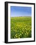 Isle of Lewis, Machair with Buttercup Wildflowers. Scotland-Martin Zwick-Framed Photographic Print