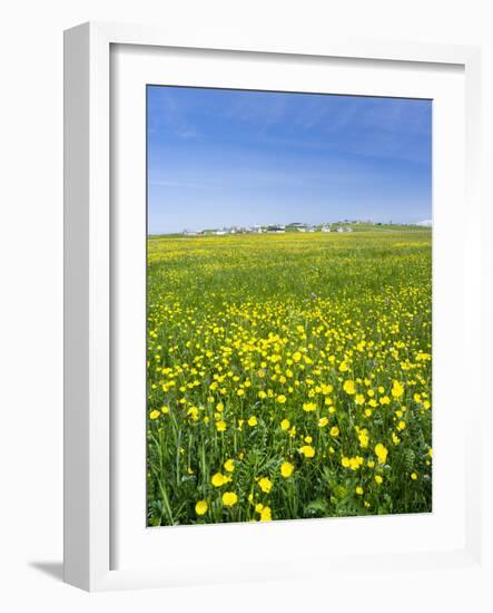 Isle of Lewis, Machair with Buttercup Wildflowers. Scotland-Martin Zwick-Framed Photographic Print