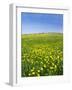 Isle of Lewis, Machair with Buttercup Wildflowers. Scotland-Martin Zwick-Framed Photographic Print