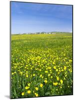 Isle of Lewis, Machair with Buttercup Wildflowers. Scotland-Martin Zwick-Mounted Photographic Print