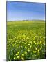 Isle of Lewis, Machair with Buttercup Wildflowers. Scotland-Martin Zwick-Mounted Photographic Print