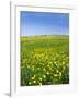 Isle of Lewis, Machair with Buttercup Wildflowers. Scotland-Martin Zwick-Framed Photographic Print