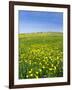 Isle of Lewis, Machair with Buttercup Wildflowers. Scotland-Martin Zwick-Framed Photographic Print