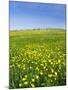 Isle of Lewis, Machair with Buttercup Wildflowers. Scotland-Martin Zwick-Mounted Photographic Print