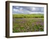 Isle of Lewis, Machair with Red Clover (Trifolium Pratense). Scotland-Martin Zwick-Framed Premium Photographic Print