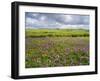 Isle of Lewis, Machair with Red Clover (Trifolium Pratense). Scotland-Martin Zwick-Framed Premium Photographic Print