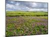 Isle of Lewis, Machair with Red Clover (Trifolium Pratense). Scotland-Martin Zwick-Mounted Premium Photographic Print