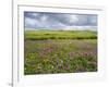 Isle of Lewis, Machair with Red Clover (Trifolium Pratense). Scotland-Martin Zwick-Framed Photographic Print