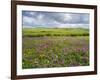 Isle of Lewis, Machair with Red Clover (Trifolium Pratense). Scotland-Martin Zwick-Framed Photographic Print