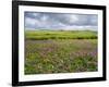 Isle of Lewis, Machair with Red Clover (Trifolium Pratense). Scotland-Martin Zwick-Framed Photographic Print