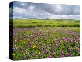 Isle of Lewis, Machair with Red Clover (Trifolium Pratense). Scotland-Martin Zwick-Stretched Canvas