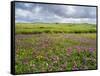 Isle of Lewis, Machair with Red Clover (Trifolium Pratense). Scotland-Martin Zwick-Framed Stretched Canvas