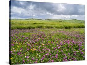 Isle of Lewis, Machair with Red Clover (Trifolium Pratense). Scotland-Martin Zwick-Stretched Canvas