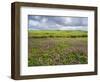 Isle of Lewis, Machair with Red Clover (Trifolium Pratense). Scotland-Martin Zwick-Framed Photographic Print