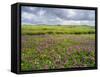 Isle of Lewis, Machair with Red Clover (Trifolium Pratense). Scotland-Martin Zwick-Framed Stretched Canvas