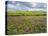Isle of Lewis, Machair with Red Clover (Trifolium Pratense). Scotland-Martin Zwick-Stretched Canvas