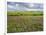 Isle of Lewis, Machair with Red Clover (Trifolium Pratense). Scotland-Martin Zwick-Framed Photographic Print