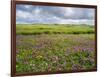 Isle of Lewis, Machair with Red Clover (Trifolium Pratense). Scotland-Martin Zwick-Framed Photographic Print