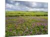 Isle of Lewis, Machair with Red Clover (Trifolium Pratense). Scotland-Martin Zwick-Mounted Photographic Print