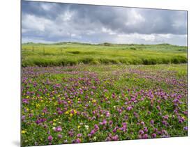 Isle of Lewis, Machair with Red Clover (Trifolium Pratense). Scotland-Martin Zwick-Mounted Photographic Print