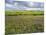 Isle of Lewis, Machair with Red Clover (Trifolium Pratense). Scotland-Martin Zwick-Mounted Photographic Print