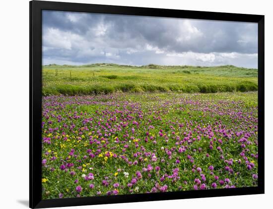 Isle of Lewis, Machair with Red Clover (Trifolium Pratense). Scotland-Martin Zwick-Framed Photographic Print