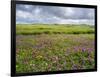 Isle of Lewis, Machair with Red Clover (Trifolium Pratense). Scotland-Martin Zwick-Framed Photographic Print