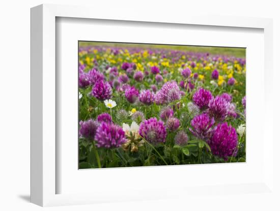 Isle of Lewis, Machair with Red Clover (Trifolium Pratense). Scotland-Martin Zwick-Framed Photographic Print