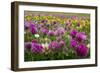 Isle of Lewis, Machair with Red Clover (Trifolium Pratense). Scotland-Martin Zwick-Framed Photographic Print