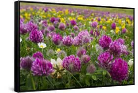 Isle of Lewis, Machair with Red Clover (Trifolium Pratense). Scotland-Martin Zwick-Framed Stretched Canvas