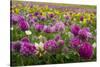 Isle of Lewis, Machair with Red Clover (Trifolium Pratense). Scotland-Martin Zwick-Stretched Canvas