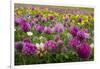 Isle of Lewis, Machair with Red Clover (Trifolium Pratense). Scotland-Martin Zwick-Framed Photographic Print