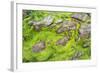 Isle of Lewis, the Uig Bay (Traigh Uuige), Kelp on Red Rock. Scotland-Martin Zwick-Framed Photographic Print