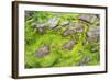 Isle of Lewis, the Uig Bay (Traigh Uuige), Kelp on Red Rock. Scotland-Martin Zwick-Framed Photographic Print