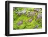 Isle of Lewis, the Uig Bay (Traigh Uuige), Kelp on Red Rock. Scotland-Martin Zwick-Framed Photographic Print