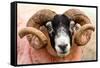 Isle of Mull sheep, Scotland, United Kingdom, Europe-Karen Deakin-Framed Stretched Canvas