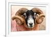 Isle of Mull sheep, Scotland, United Kingdom, Europe-Karen Deakin-Framed Photographic Print